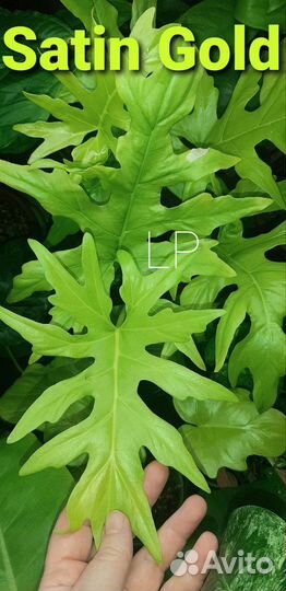 Филодендрон 