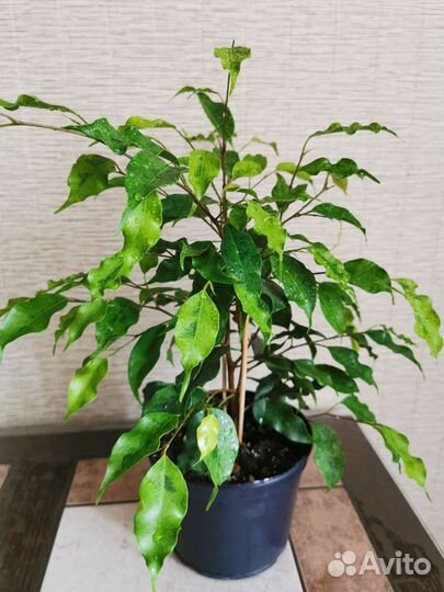 Фикус бенджамина Голден Моник