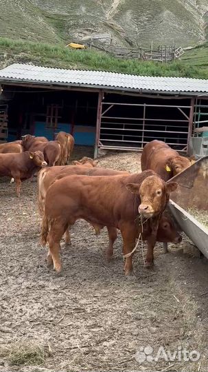 Бычки быки лимузин