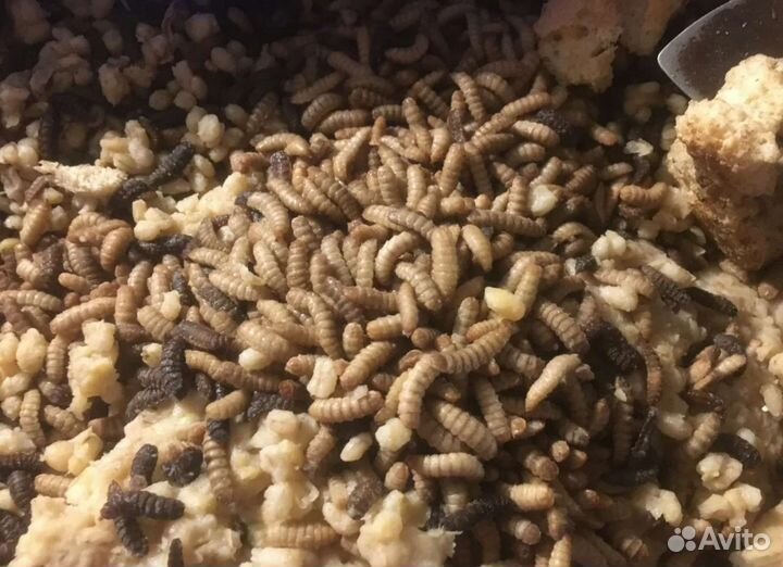 Опарыш для рыбалки, на корм - бутылка 1.5 литра