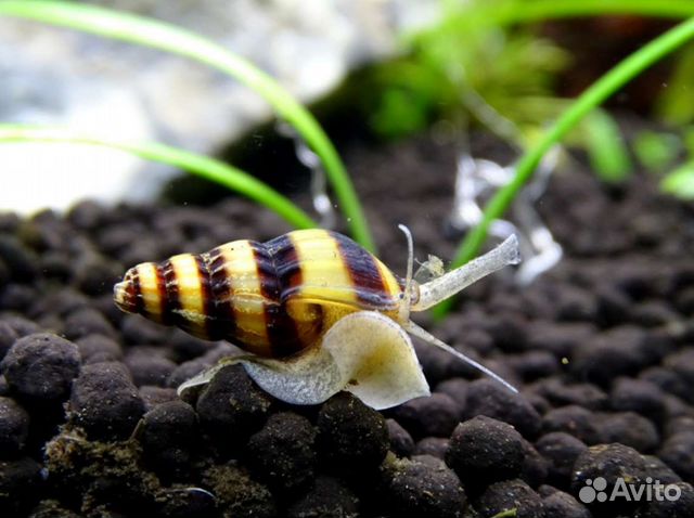 Улитки аквариумные, Хелена