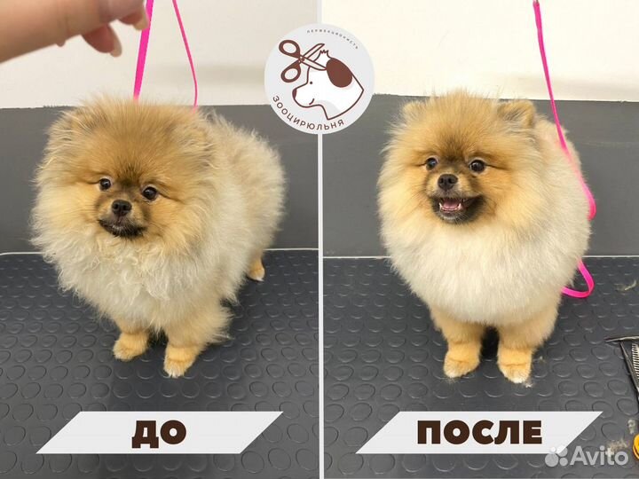 Стрижка собак. Тримминг. Гигиена