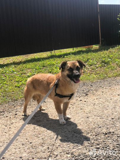 Маленькая собачка Леля 2 года