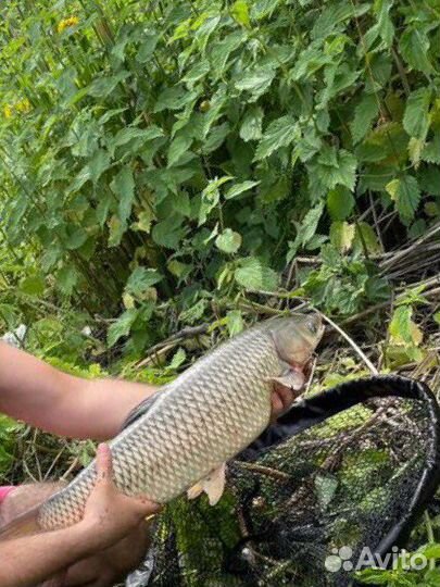 Аренда прикормочного кораблика для рыбалки