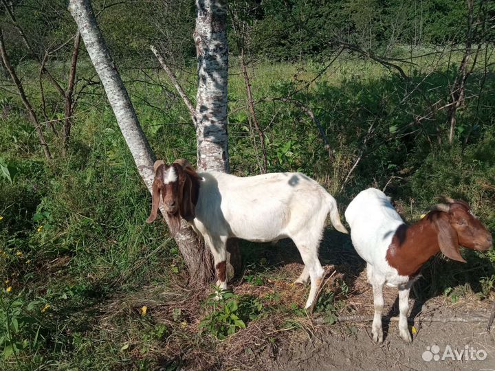 Бурский козел