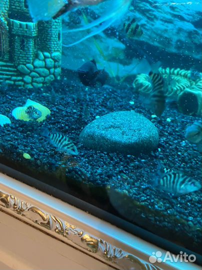 Аквариумные рыбки