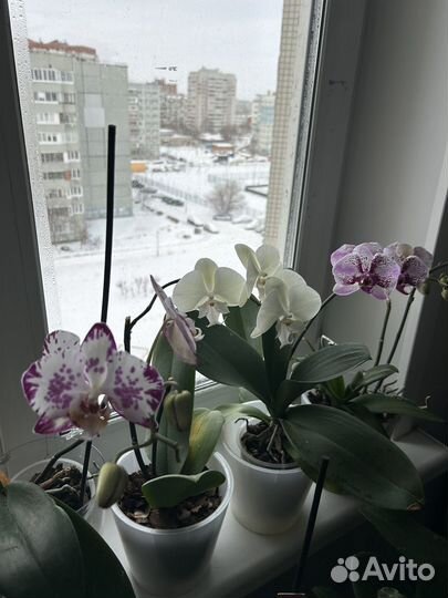 Орхидея фаленопсис биг лип