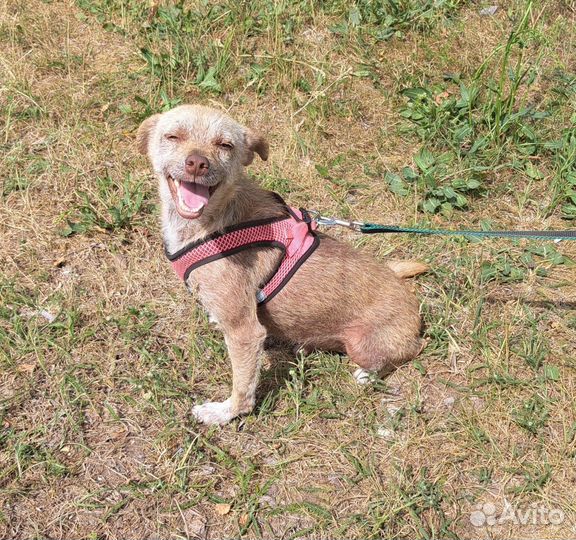 Собака в добрые руки