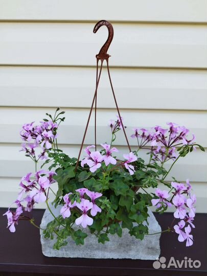 Плющелистная пеларгония