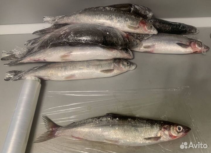 Омуль свежемороженый отборный