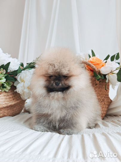 Супер нереальный медведь померанского шпица