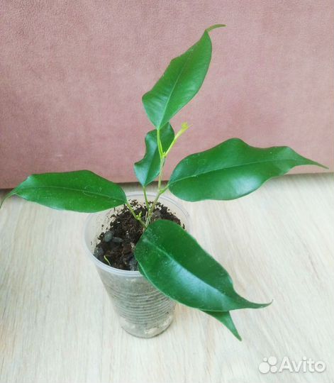 Фикус бенджамина