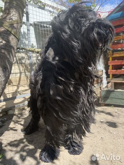 Мойка и чистка собак крупных пород