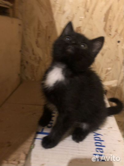 Спасенный Котик в добрые руки маркиз черный белый