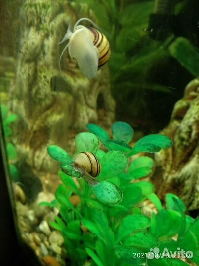 Улитка Спикси (asolene spixi) 