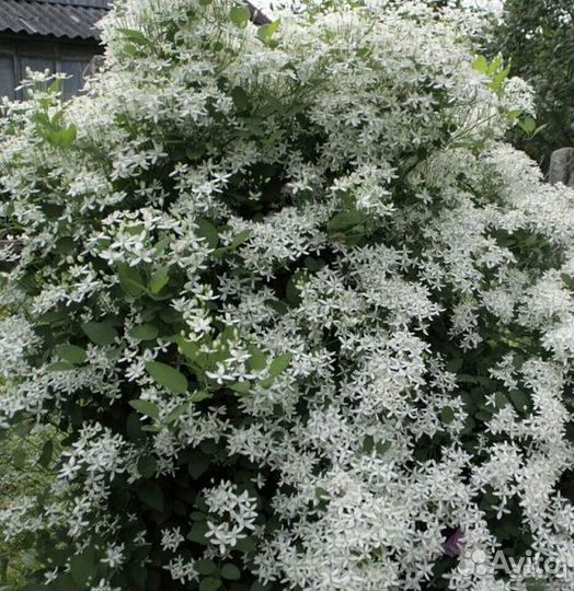 Многолетники для сада цветы