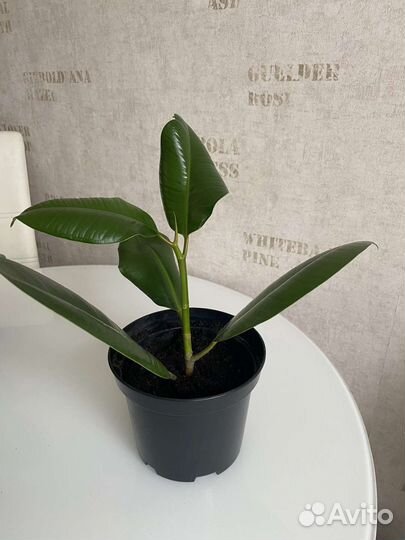 Фикус каучуковый