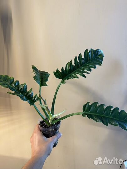 Филодендрон джангл буги