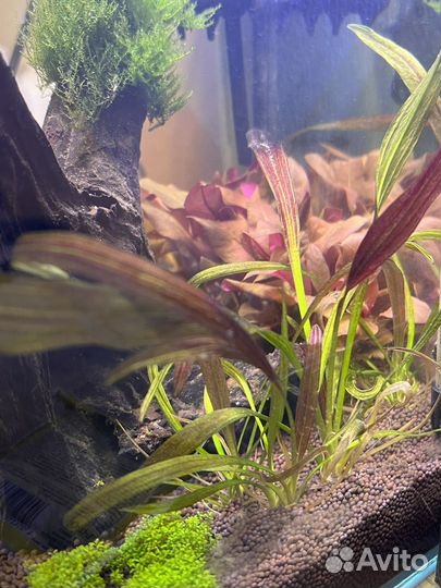 Аквариум с рыбками и растениями
