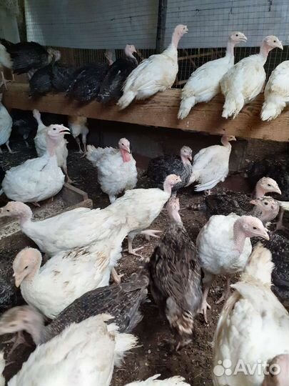 Индюки индюшата