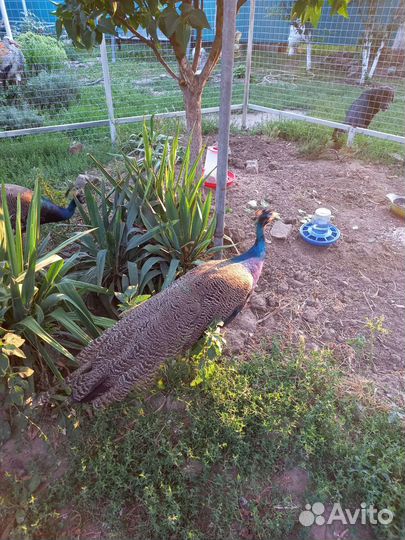 Индийский павлин