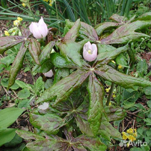 Подофиллумы-растения для тенистого сада