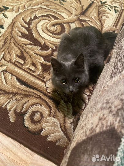 Кот