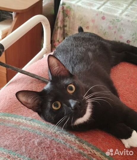 Отдам в хорошие руки кота