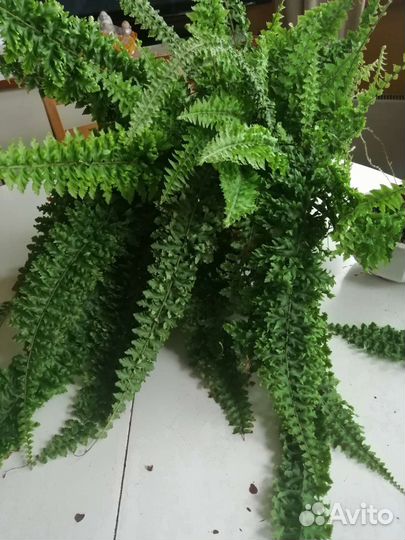 Папоротник кудрявый