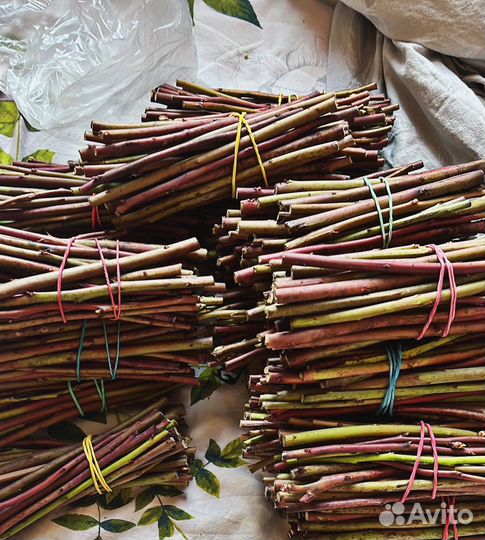 Голубика Гигантская черенки