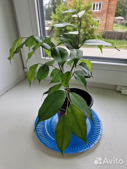 Фикус даниэль