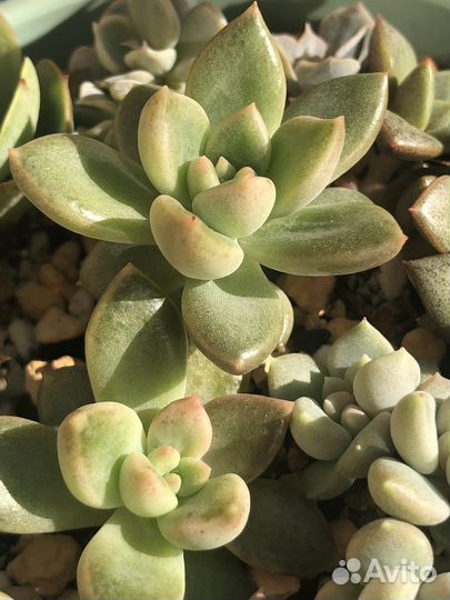 Суккуленты в Коллекцию