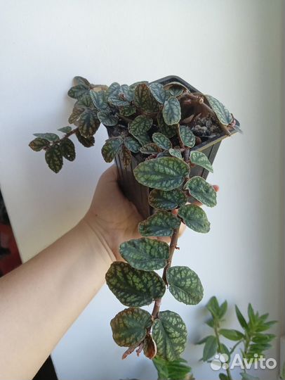 Комнатные цветы