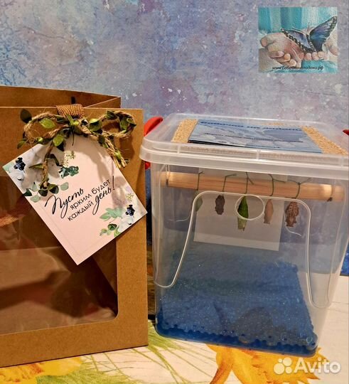 Куколки бабочек для выращивания дома