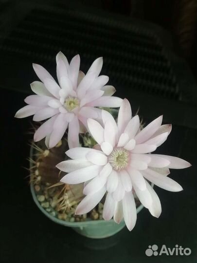 Gymnocalycium