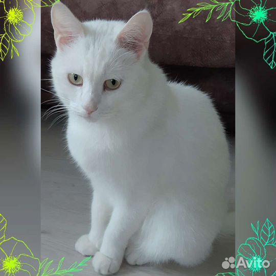 Белый молодой кот