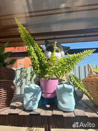 Папоротник