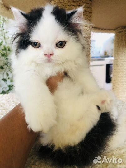 Шотладские котята Хайленды