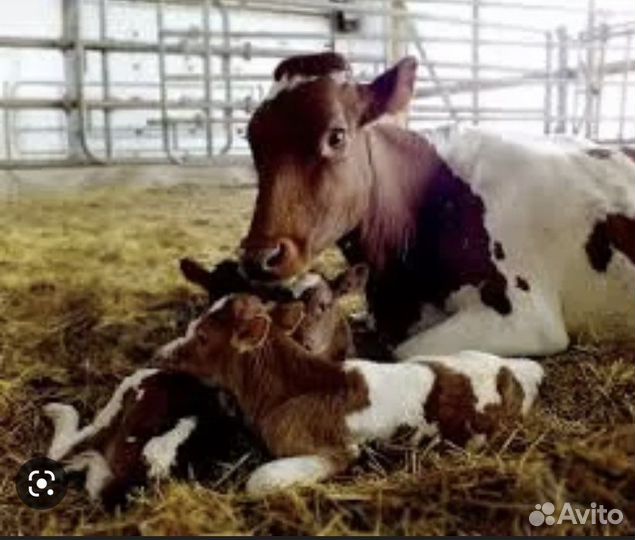 Осеменатор