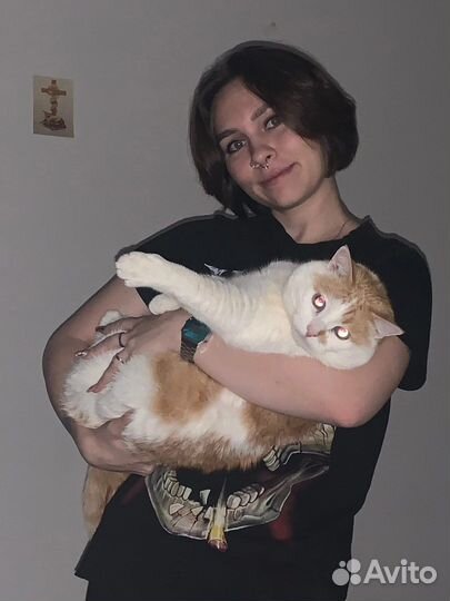 Домашняя передержка животных / собак и кошек