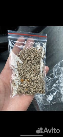 Семена томатов (помидора )