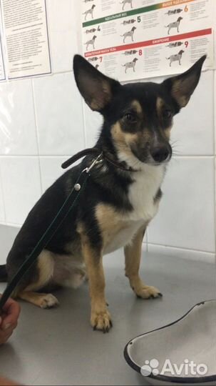 Собака в добрые руки щенок