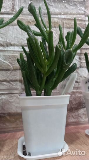 Крассула хоббит