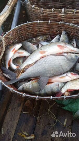 Рыба свежая с озера Ильмень