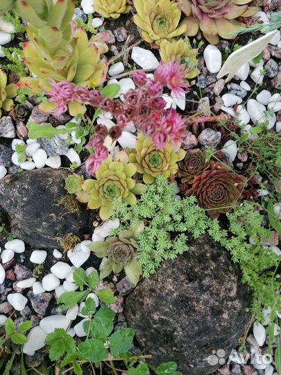 Молодило каменная роза