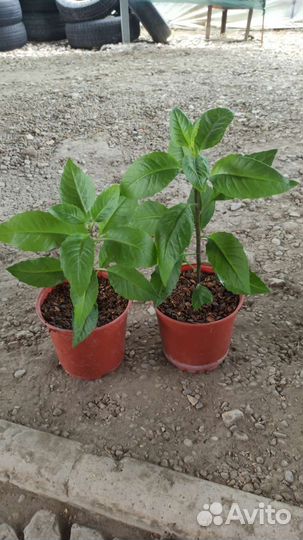 Саженцы Джинуры