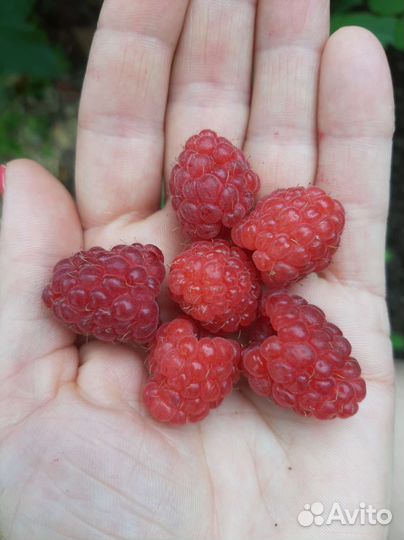 Ремонтантная малина