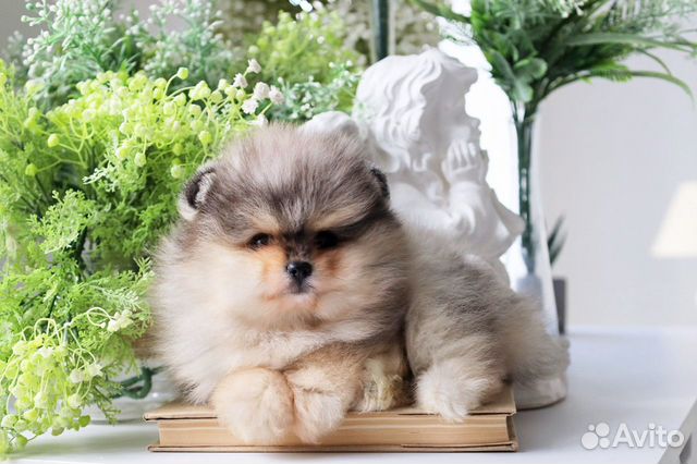 VIP Шпиц Малыши Сказочные (неповторимые)