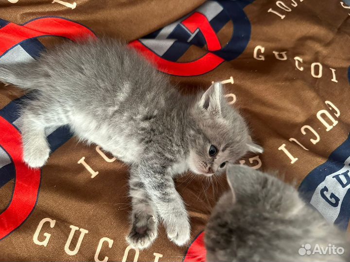 Шотландская