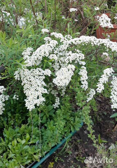 Многолетние растения для вашего сада